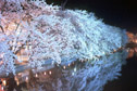 画像: 銀座で夜桜！