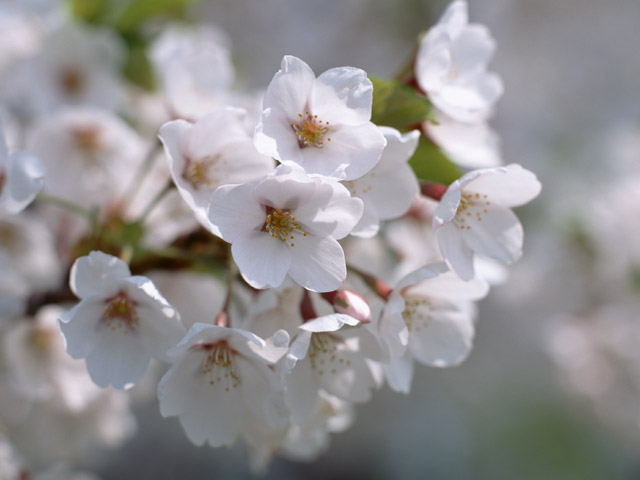 画像: 桜、満開！！