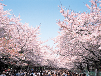 画像: 桜　満開！！